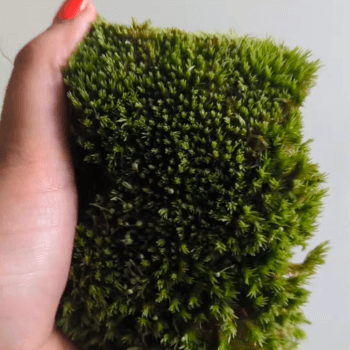 Learn Moss Art 