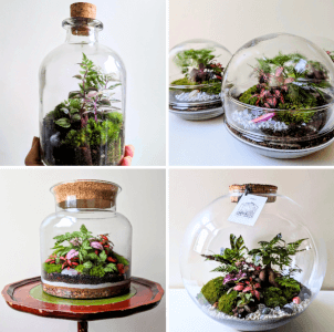 Terrarium workshops