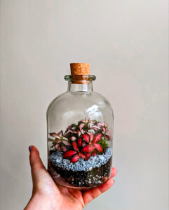 Terrarium course