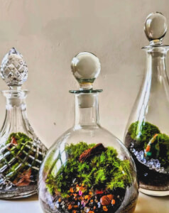 Terrarium class by Botanical Moonlight